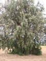 درخت گز آتِل
